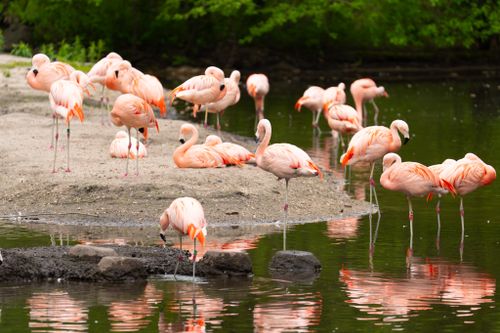 Free A group of flamingos by a pond, showcasing their vibrant pink feathers in a serene setting. Stock Photo