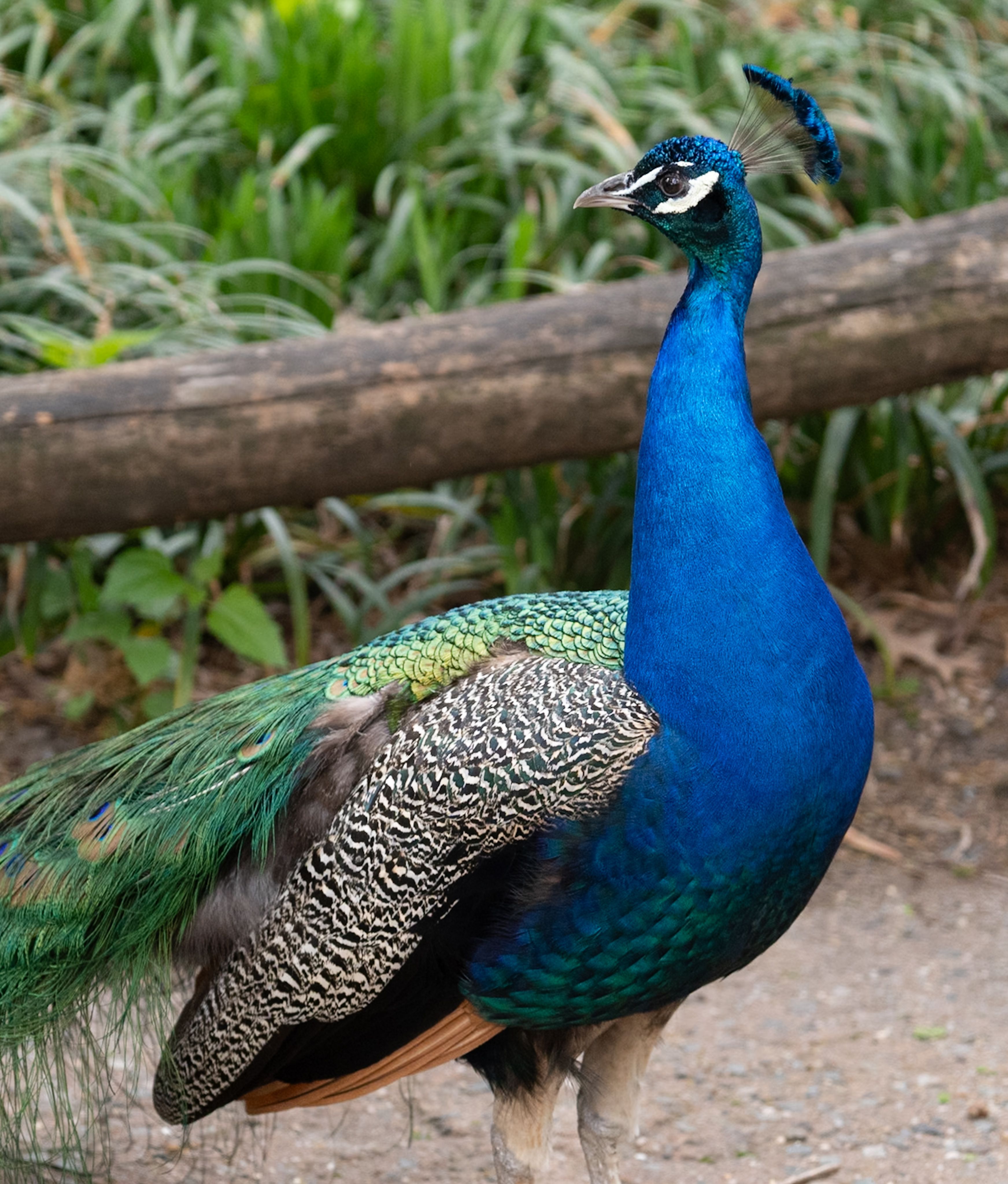 Vibrant Peacock in Natural Habitat · Free Stock Photo