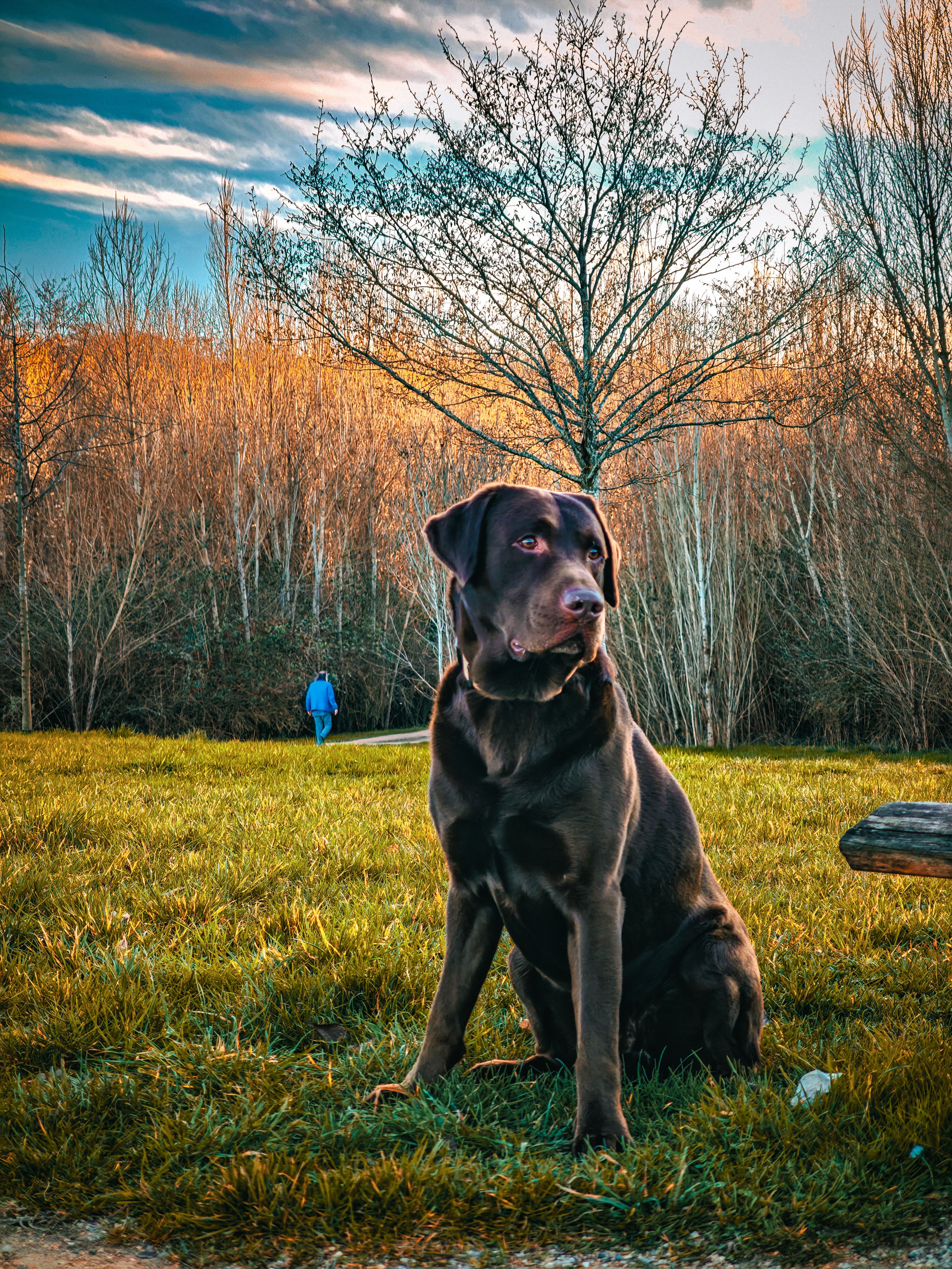 Chocolate Labrador in Autumn Park Setting · Free Stock Photo