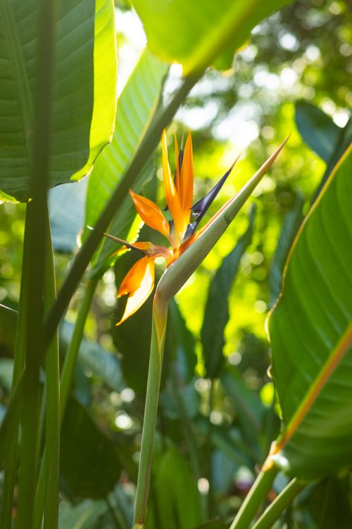 Free Bright Bird of Paradise flower amid lush foliage in Queensland's radiant sunlight. Stock Photo