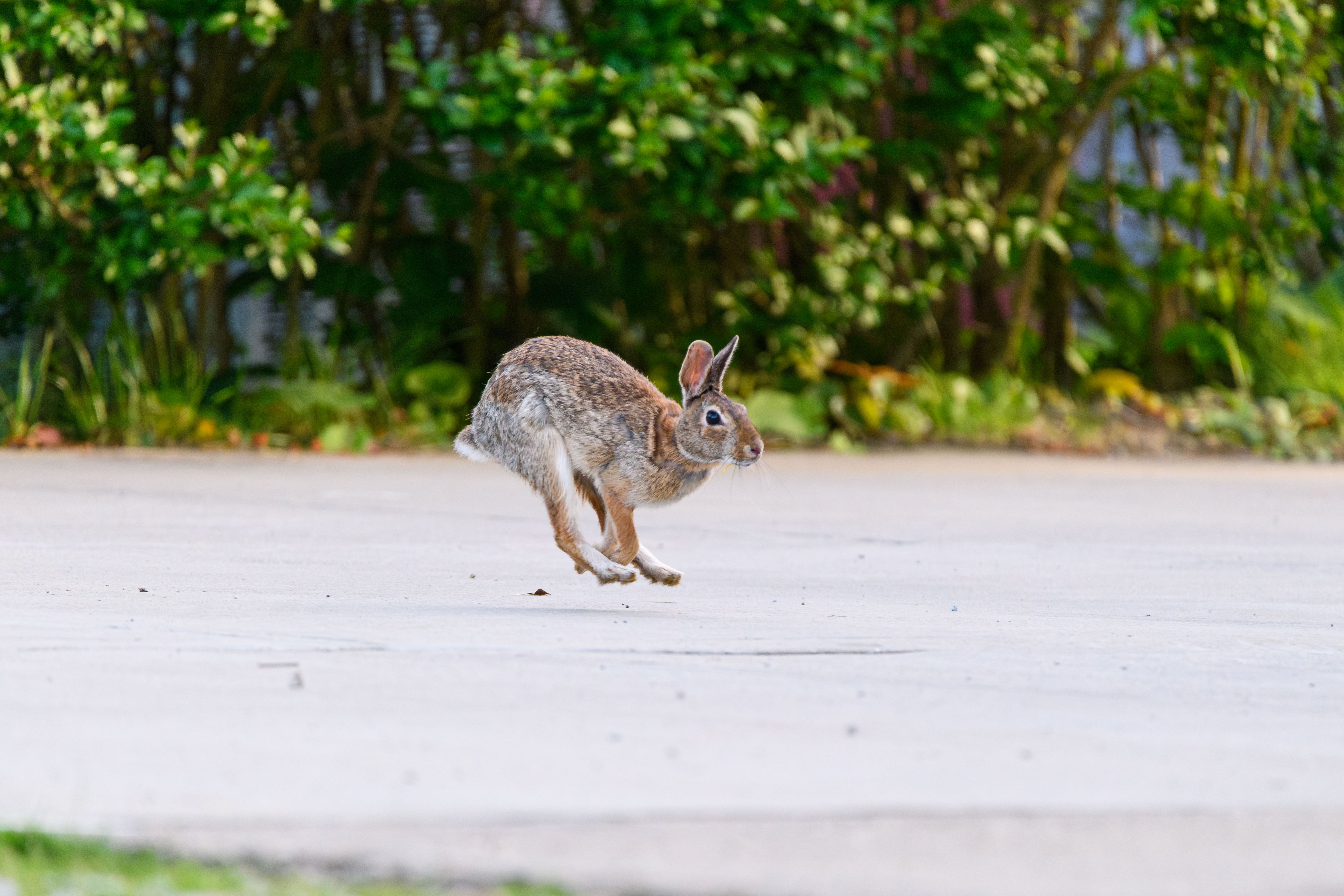 Wild Rabbit Leaping in Urban Setting · Free Stock Photo