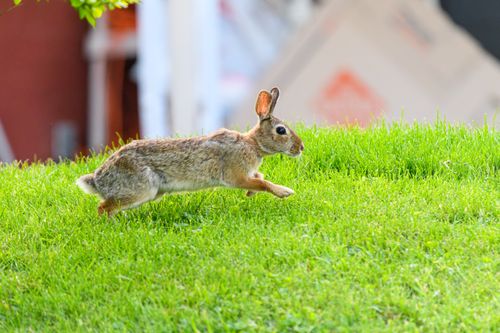 Free A wild rabbit gracefully leaps across a lush green lawn, captured outdoors in daylight. Stock Photo