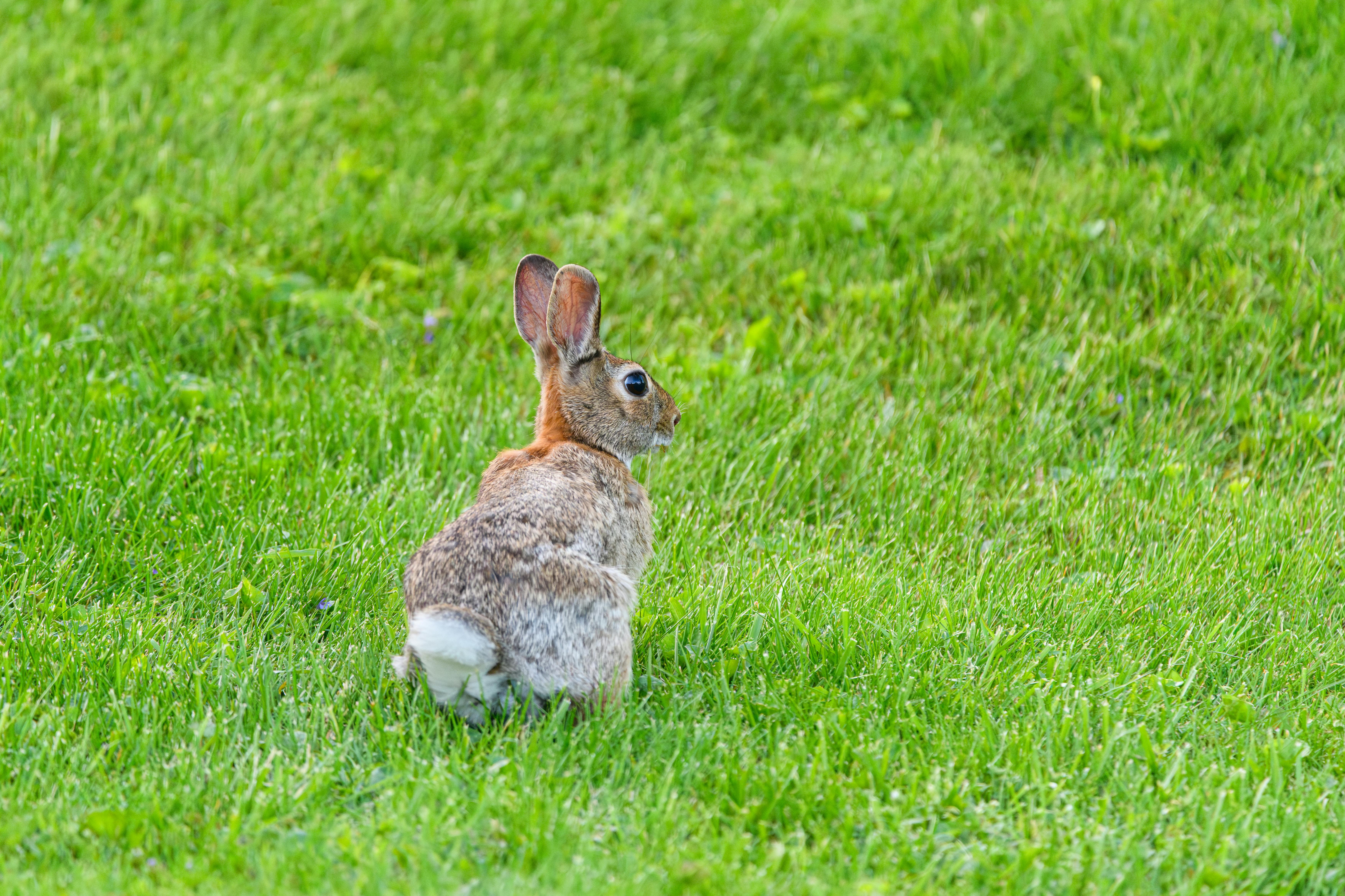 A cottontail rabbit sits in a lush green meadow, captured in Canonsburg, Pennsylvania.