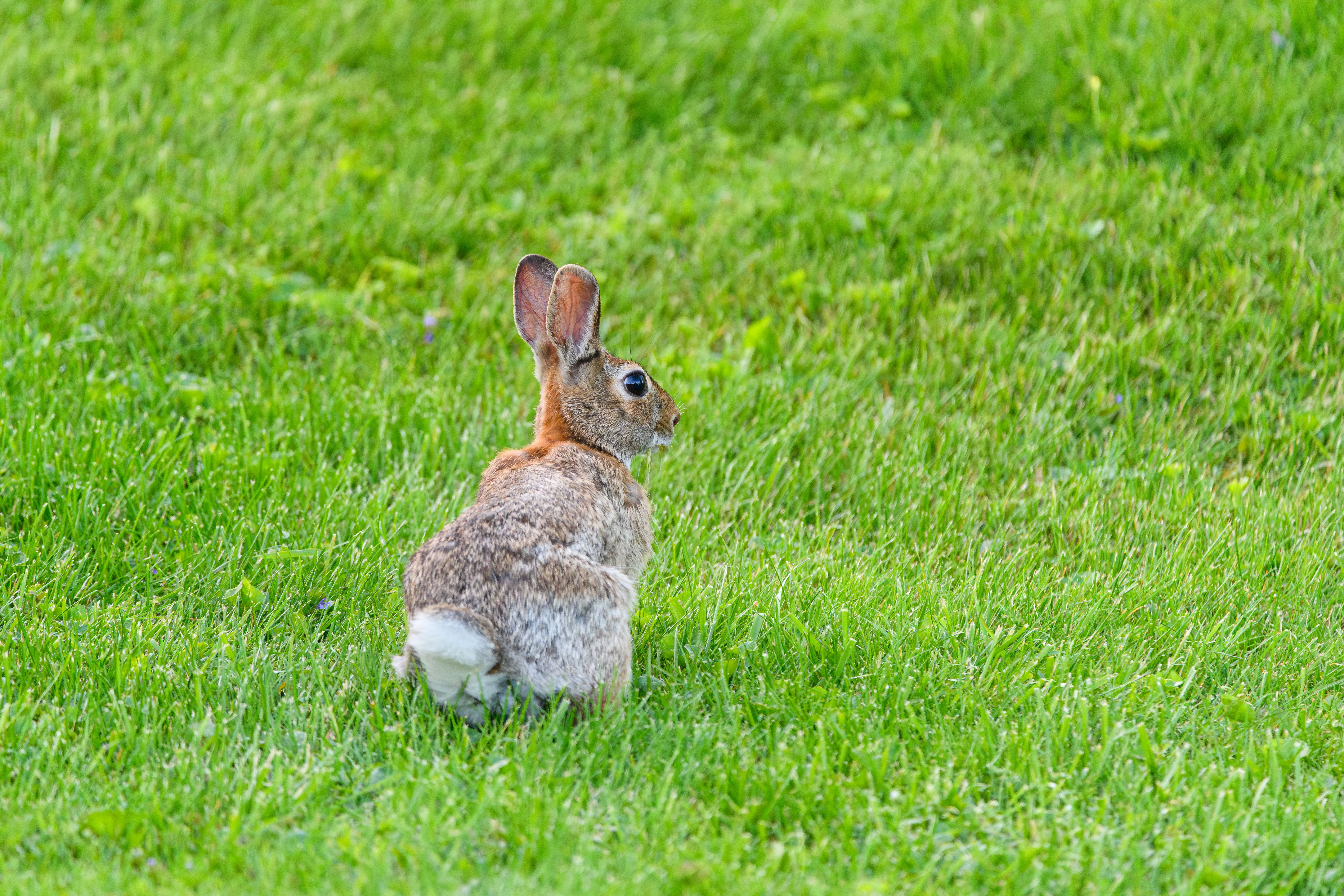 Cottontail Rabbit in Green Meadow · Free Stock Photo