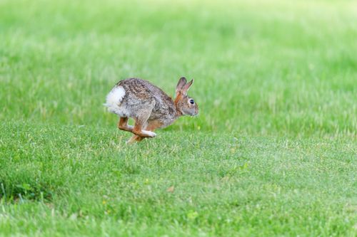 Free A wild rabbit energetically hops across a lush green lawn in Canonsburg, Pennsylvania. Stock Photo