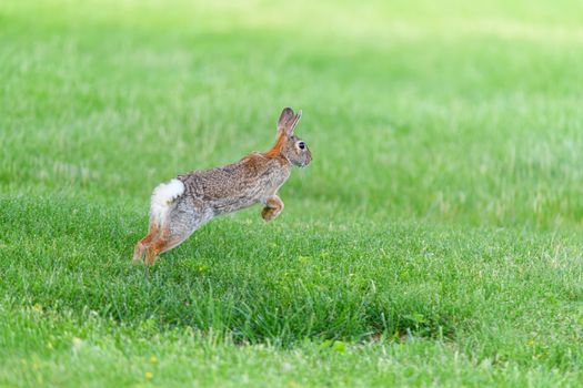 A lively rabbit jumps across a lush grassy field in Canonsburg, Pennsylvania.