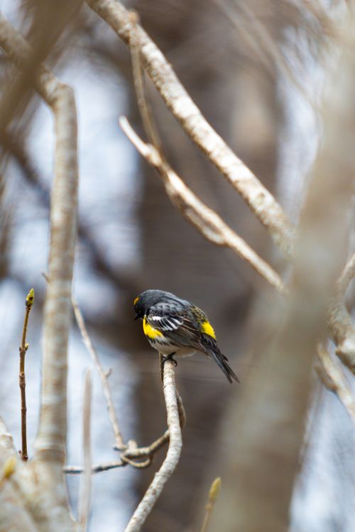 Free Vivid yellow-rumped warbler perched on a branch, surrounded by forest branches. Stock Photo