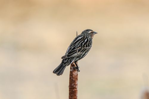 Free A detailed photo capturing a blackbird sitting on a reed against a soft background, ideal for wildlife themes. Stock Photo