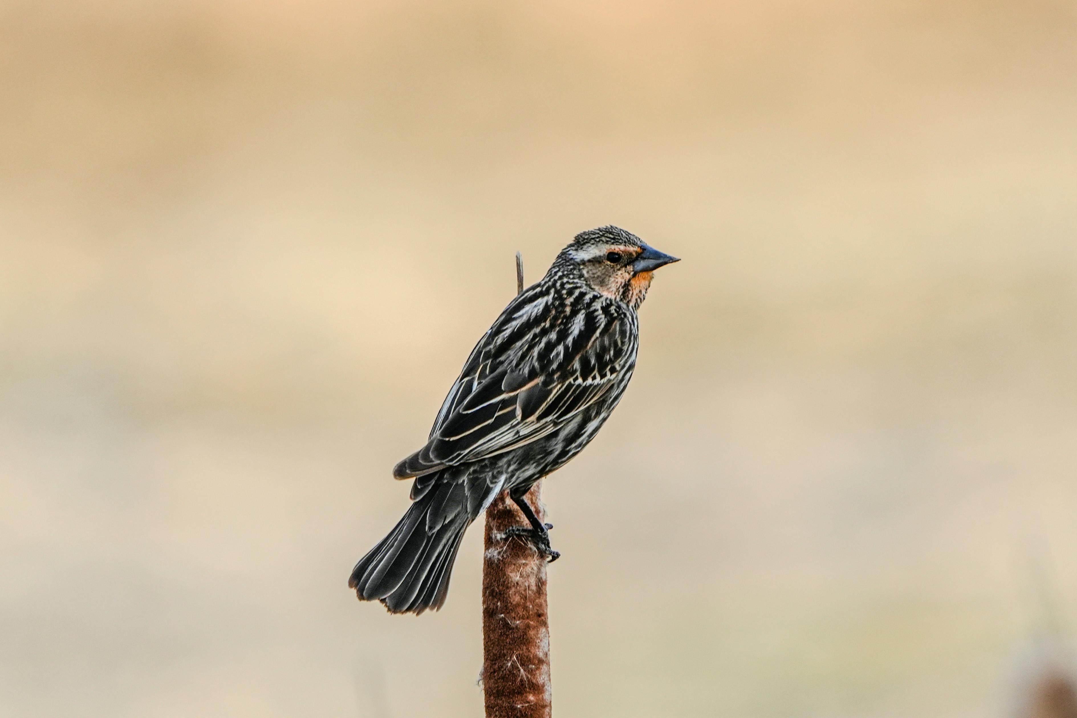 50 Common Birds Of North America