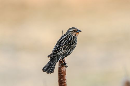 Free Close-up of a red-winged blackbird perched on a twig, showcasing detailed plumage against a soft background. Stock Photo
