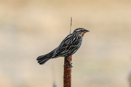 Free A detailed close-up of a female Red-winged Blackbird perched on a reed in natural habitat. Stock Photo