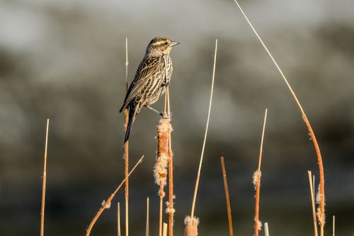 Free A striking bird poised atop a cattail against a blurred background, showcasing natural beauty and wildlife. Stock Photo