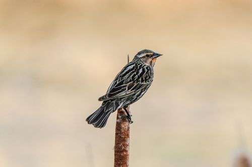 Free Close-up of a streaked bird perched on a cattail stem with a blurred background. Stock Photo
