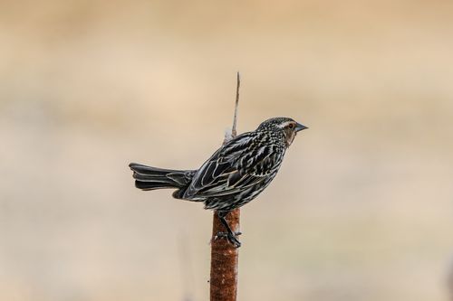 Free Captivating shot of a red-winged blackbird perched on a reed, showcasing its distinctive plumage in a natural setting. Stock Photo