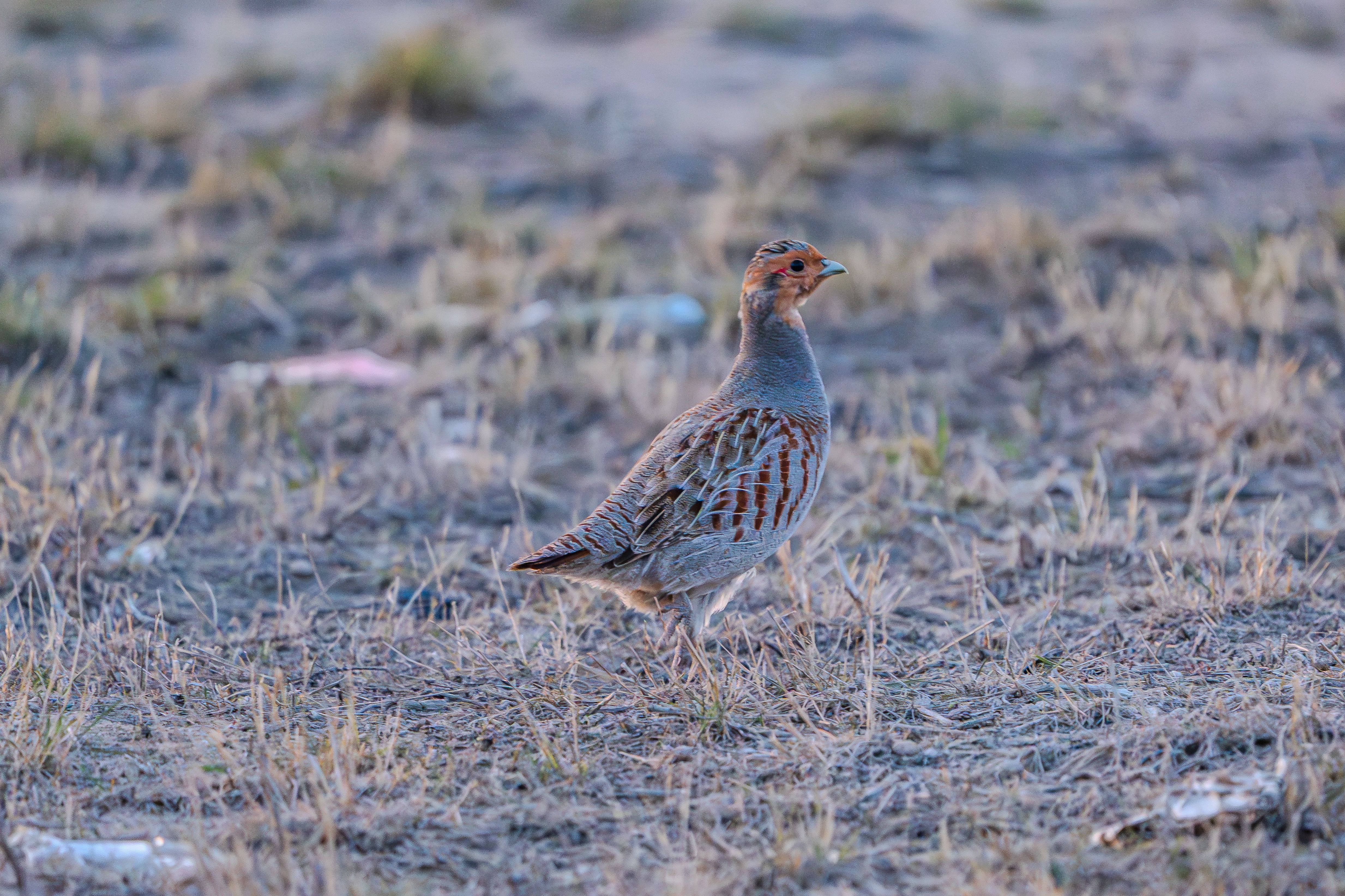 Close-up of a Grey Partridge in Natural Habitat · Free Stock Photo