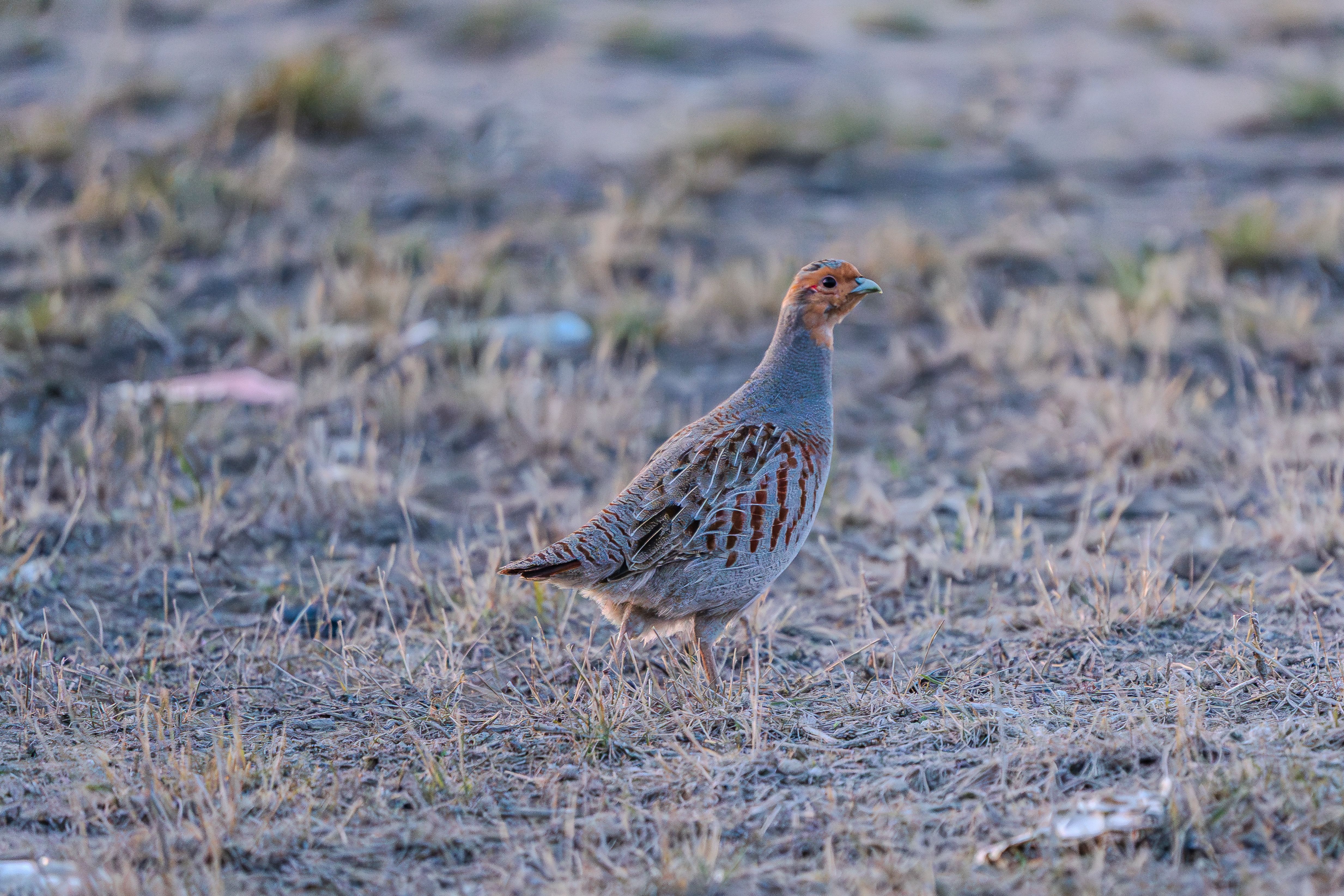 Gray Partridge Standing in Dry Grassland · Free Stock Photo
