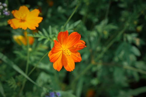 Free Close-up of vibrant orange cosmos flowers in a lush garden in Hòa Bình, Việt Nam. Stock Photo