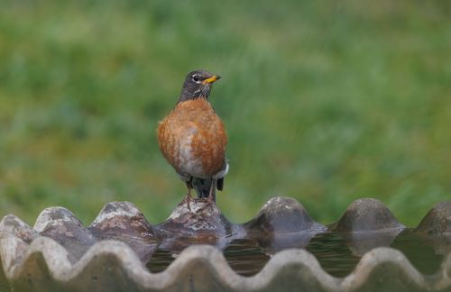 Free A beautiful American Robin perched on a birdbath with a soft green background. Stock Photo