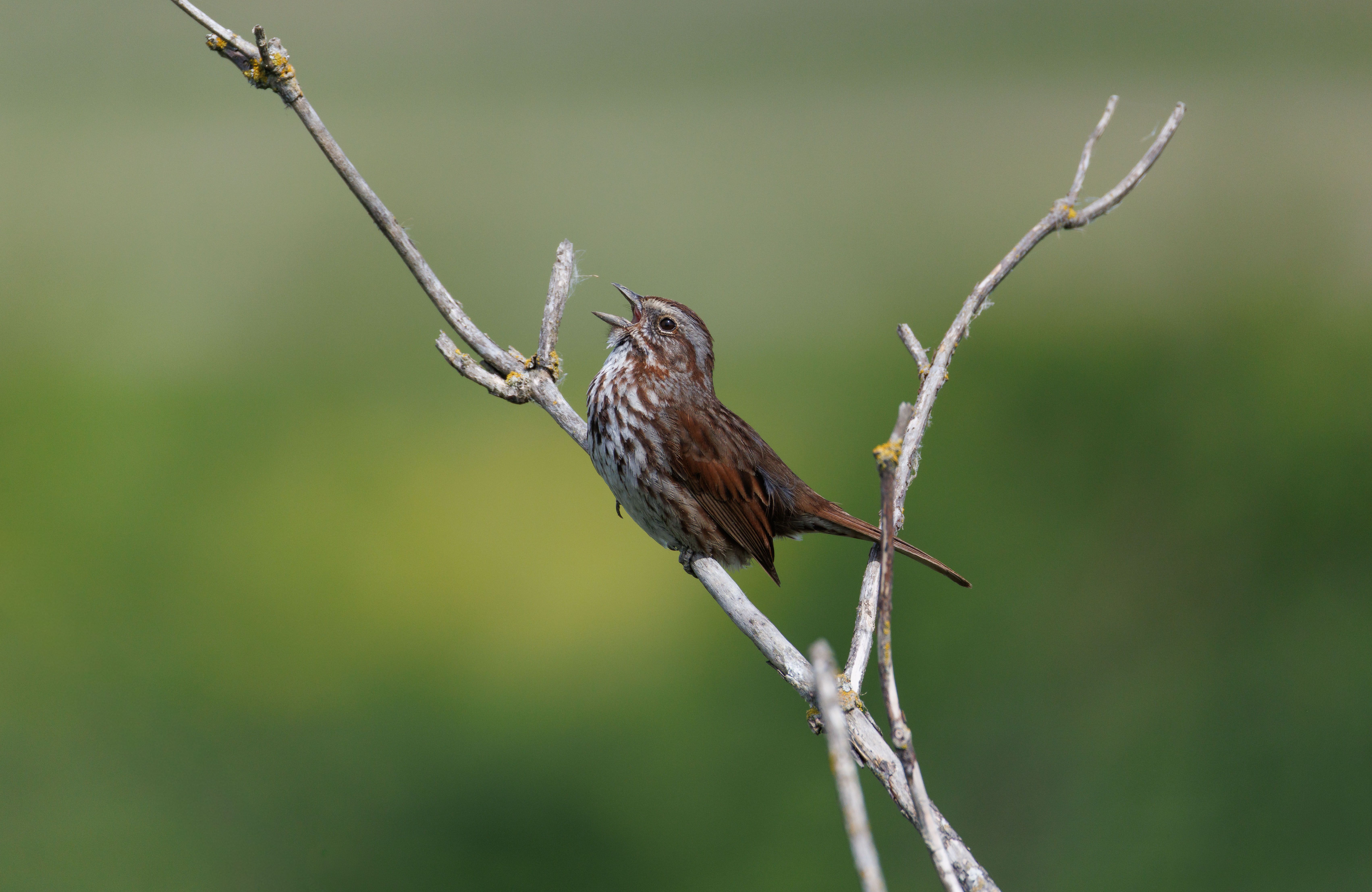 The Healing Power of Birdsong: A Personal Experience