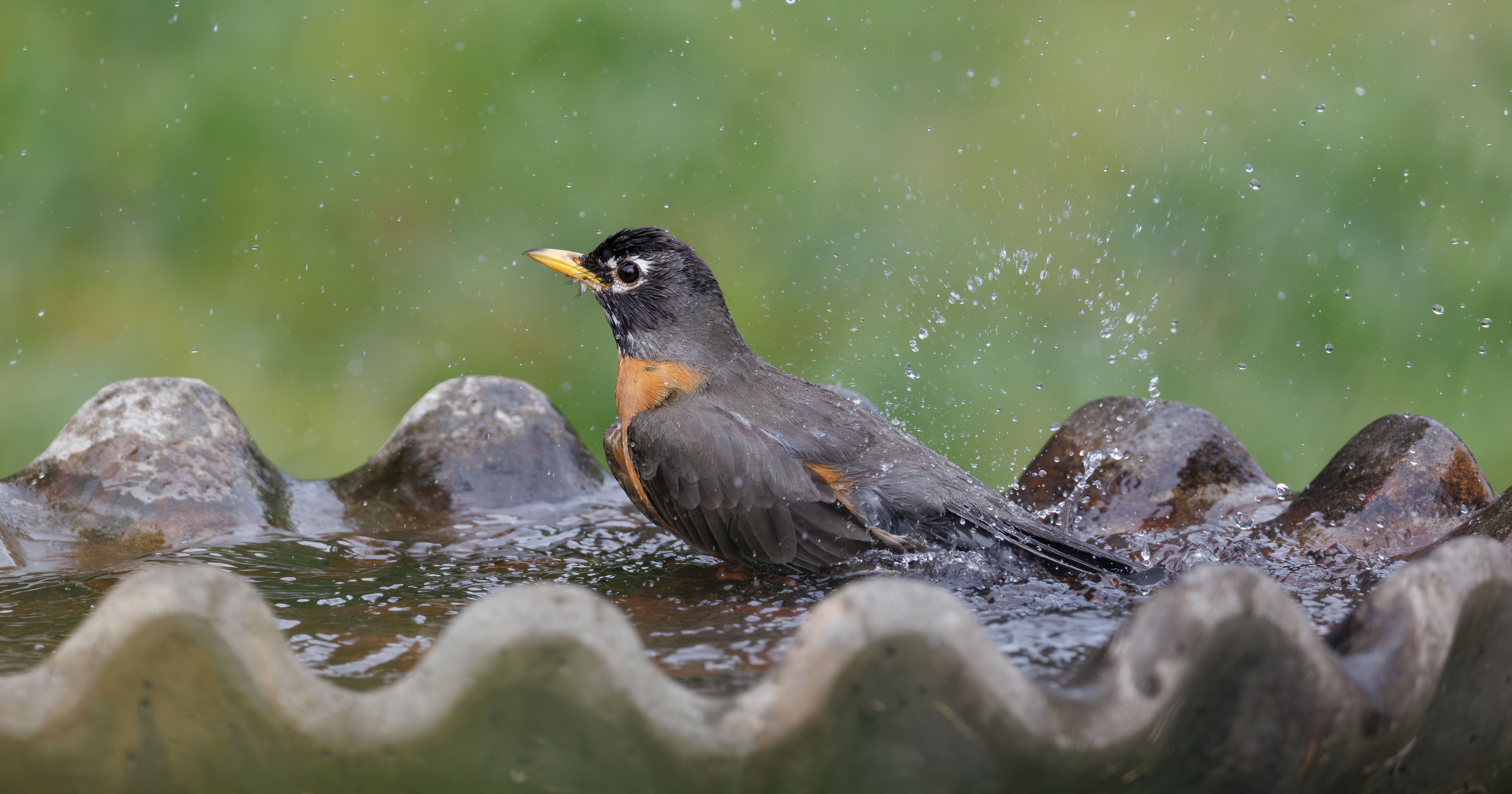 Understanding Bird Bath Basics