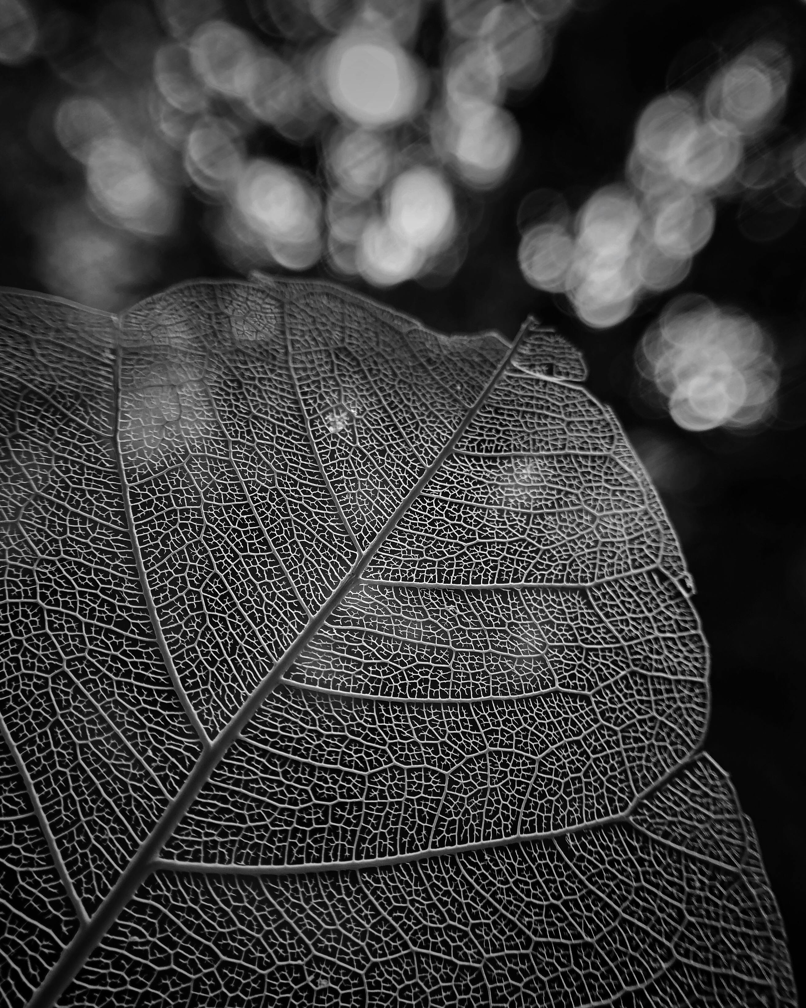 Monochrome Photo of Leaf · Free Stock Photo