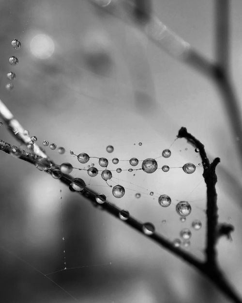 Free Black and white macro photograph capturing dewdrops suspended on a spiderweb on a tree branch. Stock Photo
