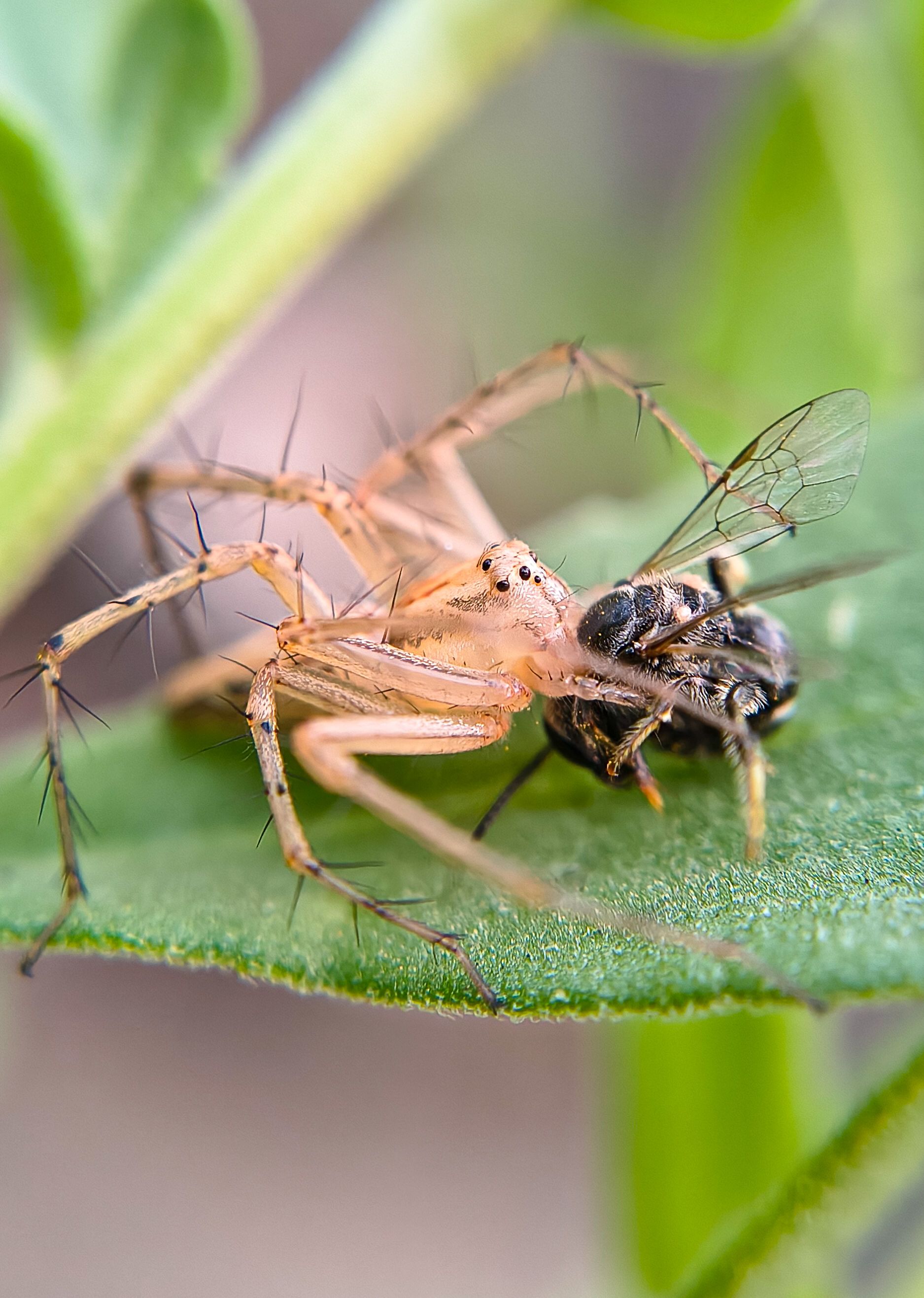 Close-up of Spider Preying on Insect · Free Stock Photo