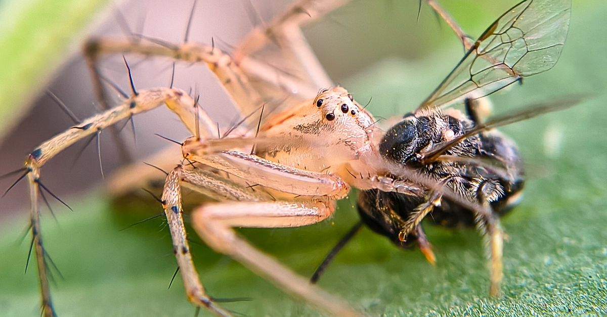 Predacool Predatory Insects Close-up of Spider Preying on Insect · Free Stock Photo