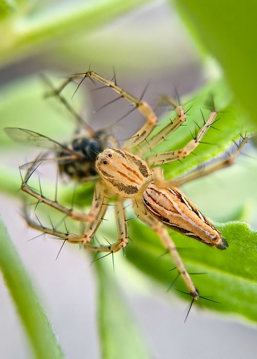 Free Close-up image of a Lynx Spider (Oxyopes) on green foliage, Bilaspur, India. Stock Photo