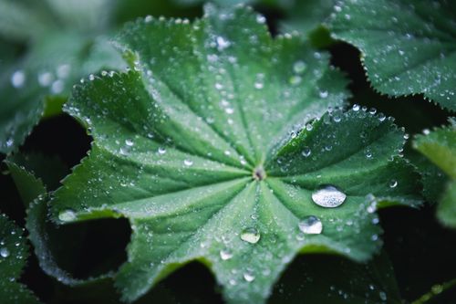 Free Vibrant green leaf with dew drops in Jönköping, capturing the essence of fresh, natural beauty. Stock Photo