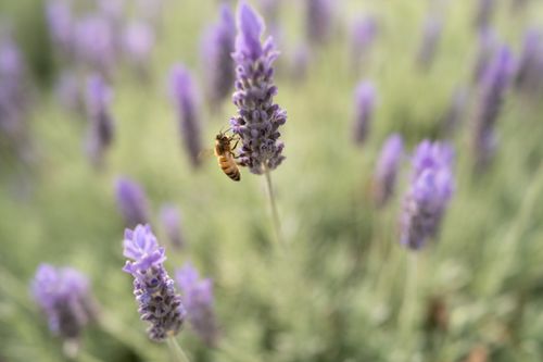 Free A honeybee gathers nectar from a vibrant lavender flower in a summer garden. Stock Photo