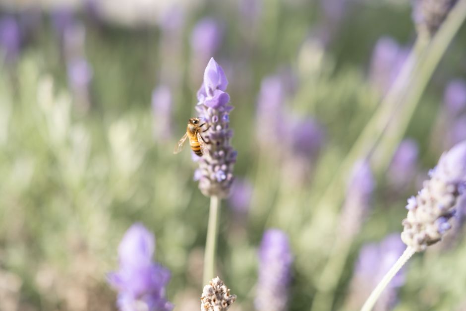 A bee collecting nectar from a lavender flower in a sunlit field