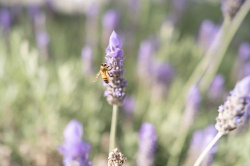 Free A bee collecting nectar from a lavender flower in a sunlit field, showcasing nature's beauty. Stock Photo