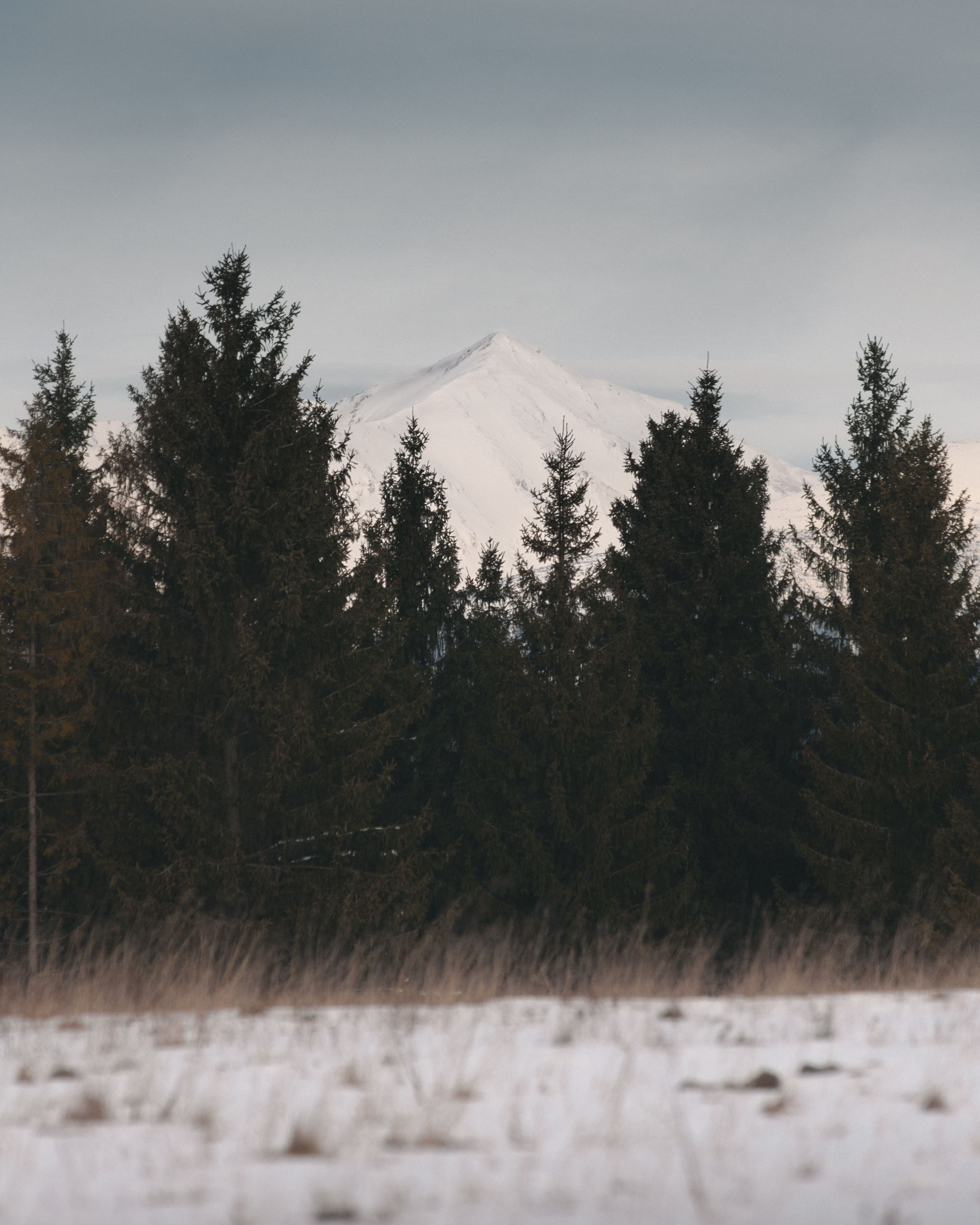 Green Pine Trees Near Snow Covered Mountain · Free Stock Photo