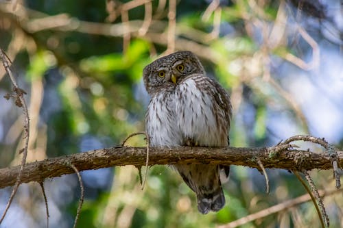 Owl Perched on Tree Branch