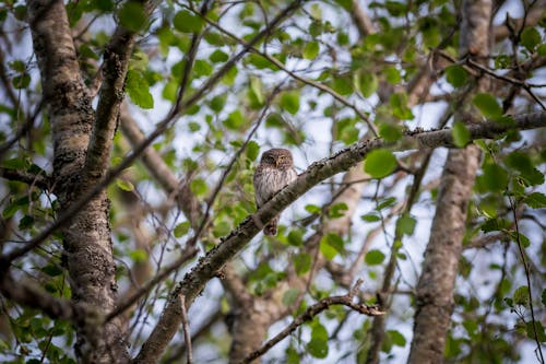 Brown and White Owl Perched Tree Branch