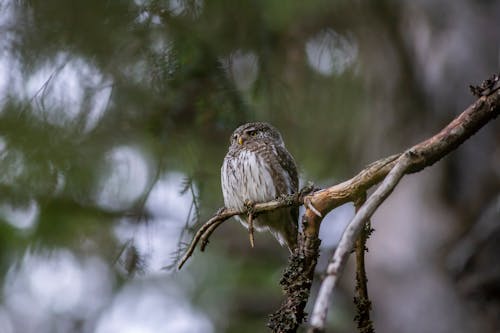 Free White and Brown Bird Perched on Tree Branch Stock Photo