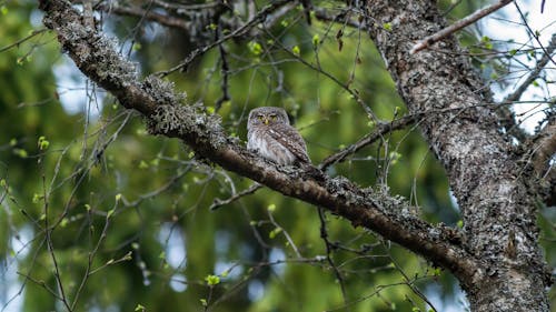 Free Owl Perched on Brown Tree Branch Stock Photo