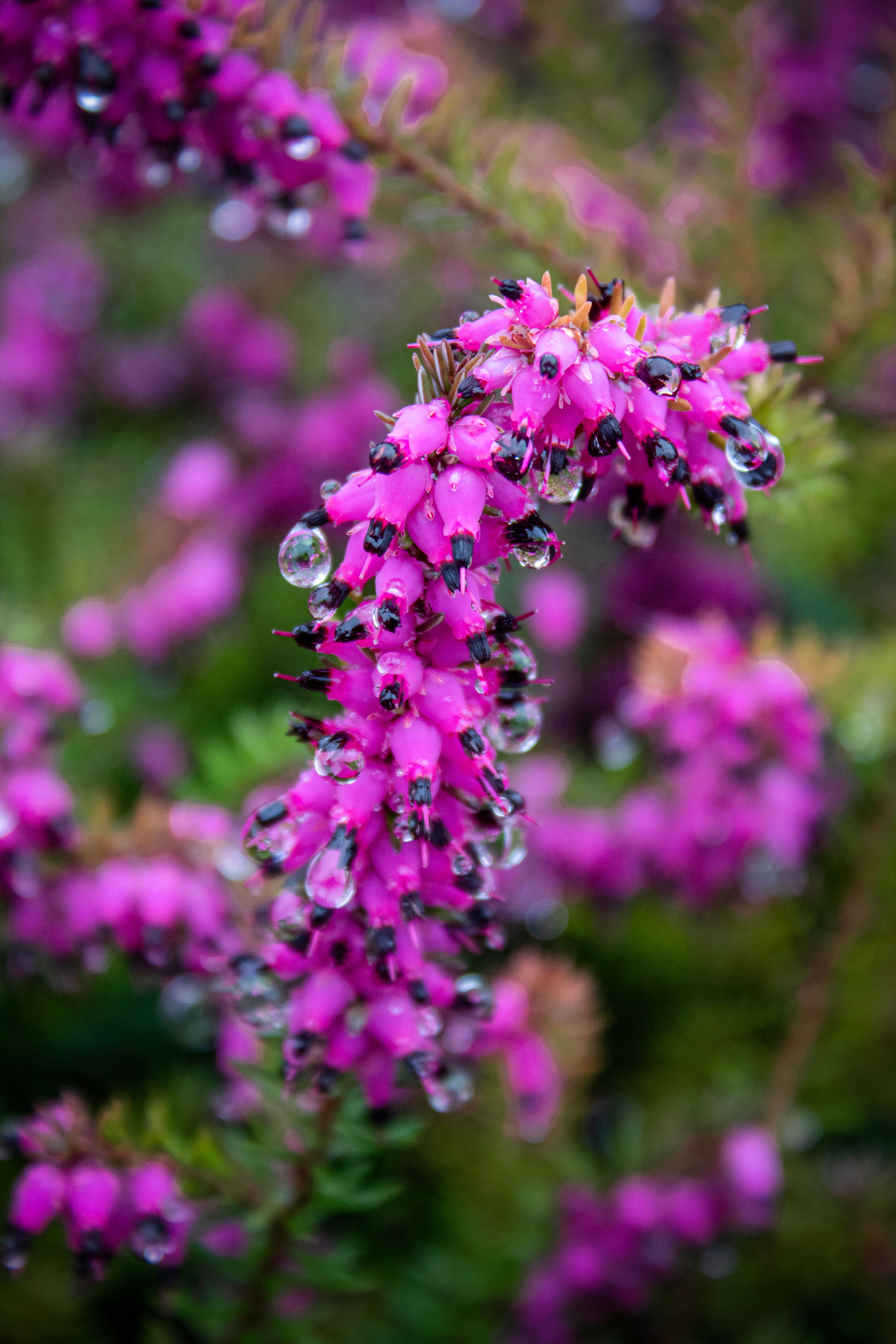 Close-up of vibrant pink flowers with rain drops in Friuli-Venecia Julia, Italy.