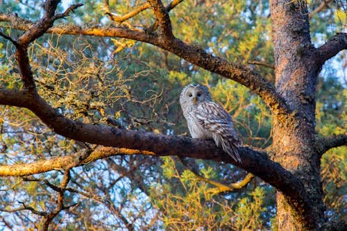 Foto De Búho Blanco Y Marrón Posado En La Rama De Un árbol