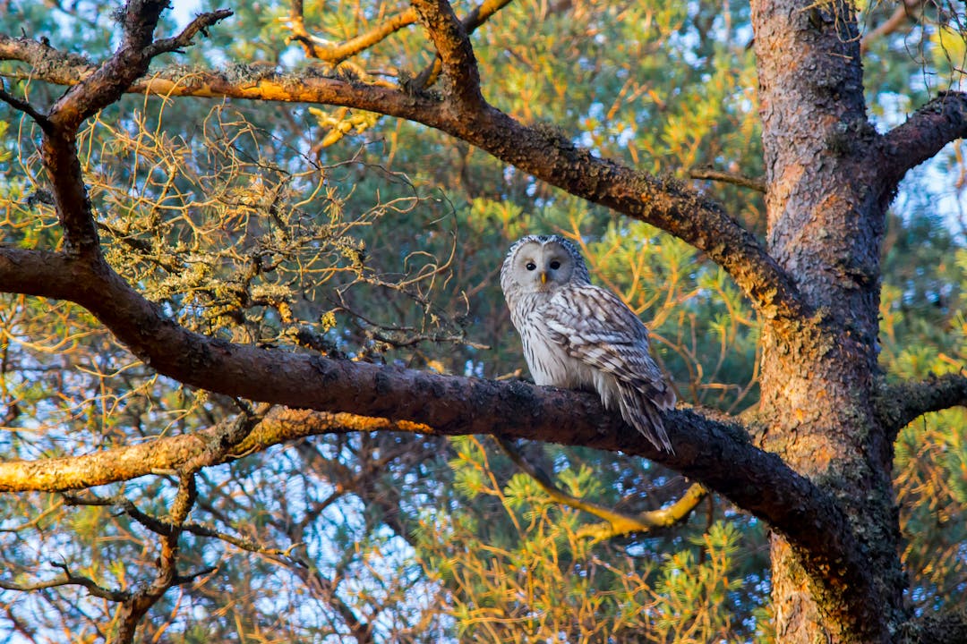 The Best Places for Bird Watching Around Bengaluru