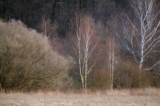 Serene winter forest scene with bare trees and a calm atmosphere.