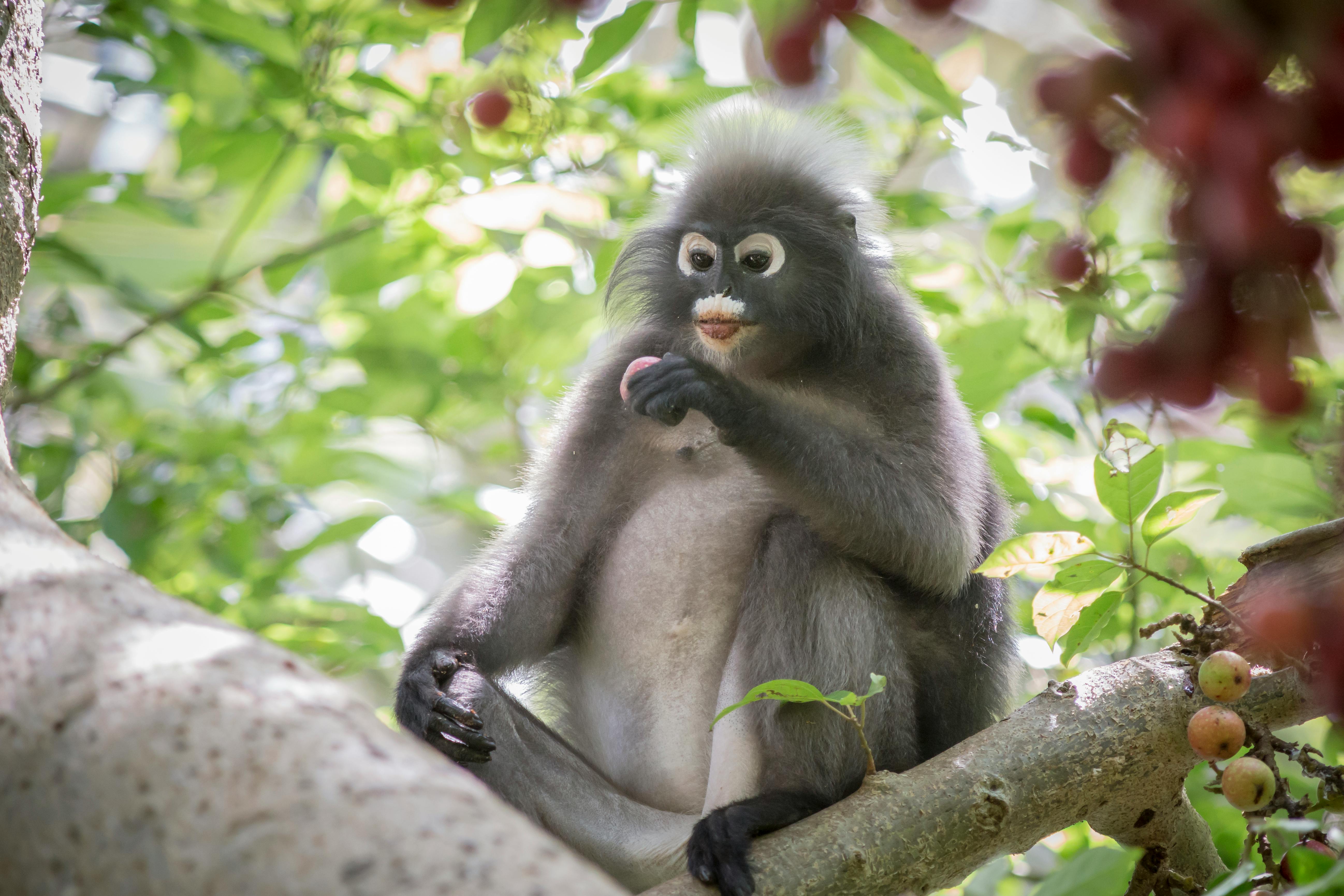 Dusky Leaf Monkey Sitting on a Tree Branch while Looking at the Food he is  Holding · Free Stock Photo