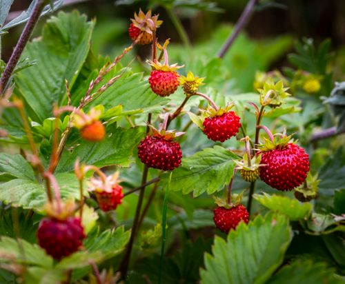 Free Vibrant close-up of ripe wild strawberries surrounded by lush green leaves. Stock Photo