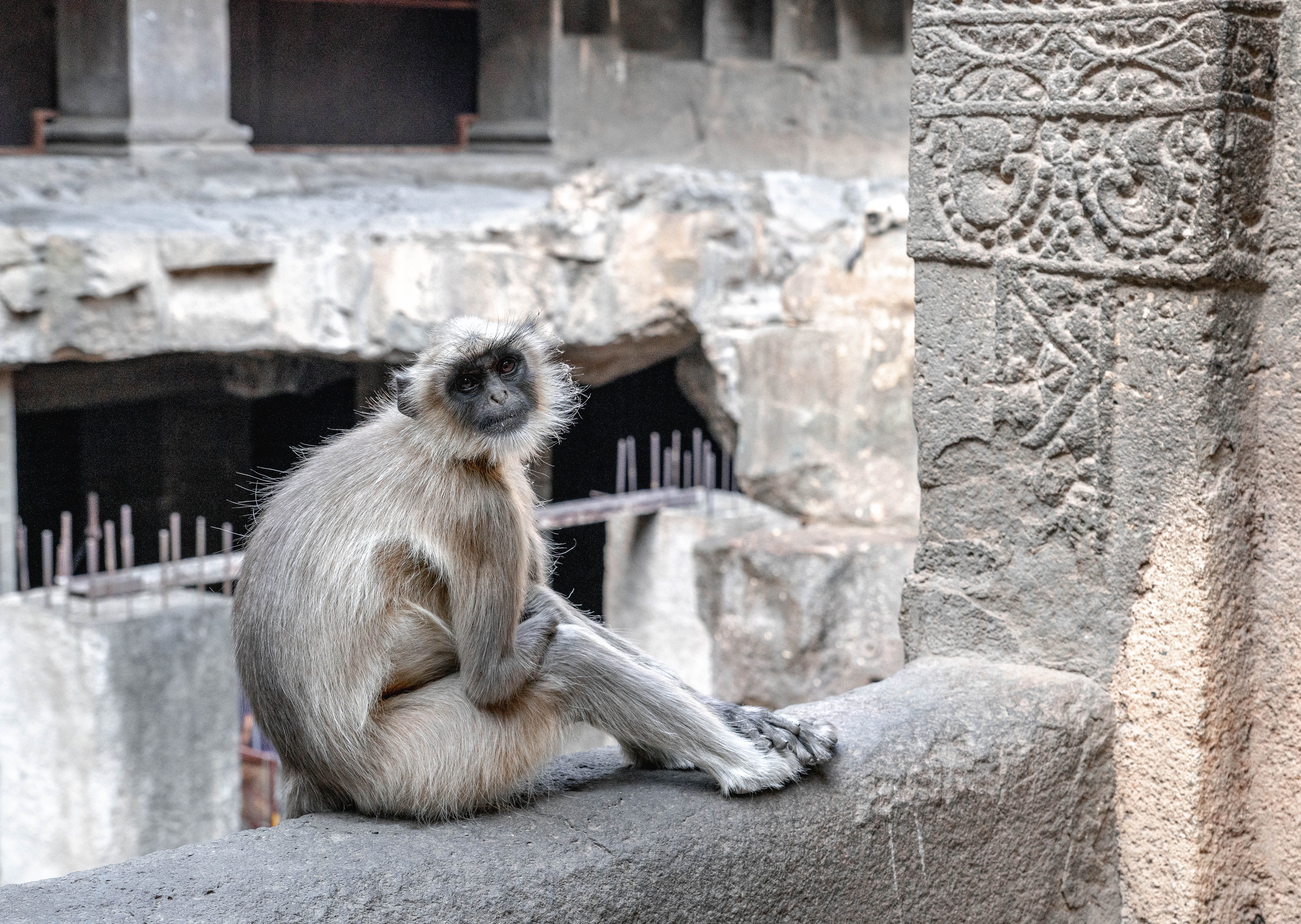 Gray Langur Monkey in Ancient Indian Ruins · Free Stock Photo