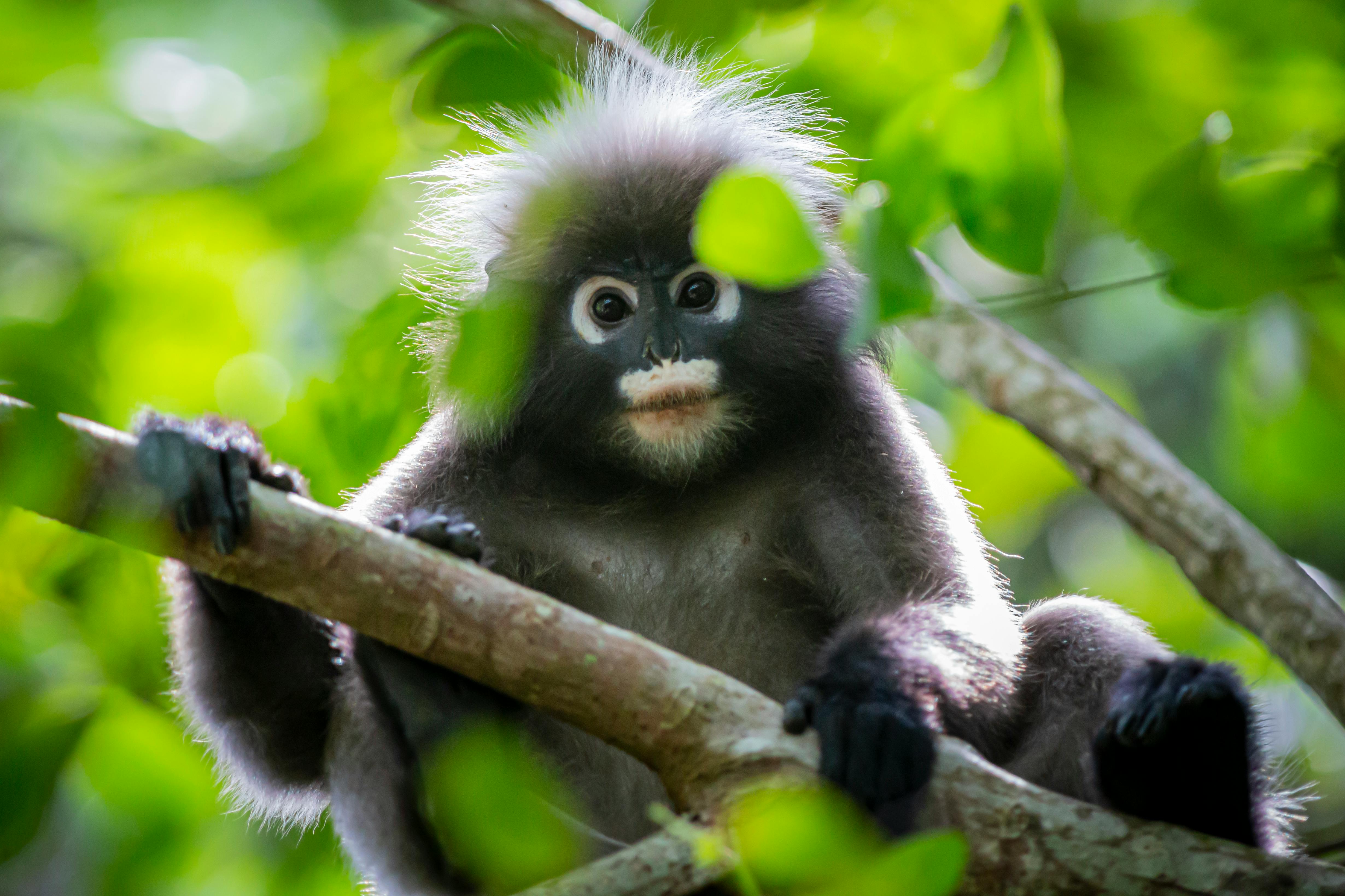 Dusky Leaf Monkey Sitting on a Tree Branch while Looking at the
