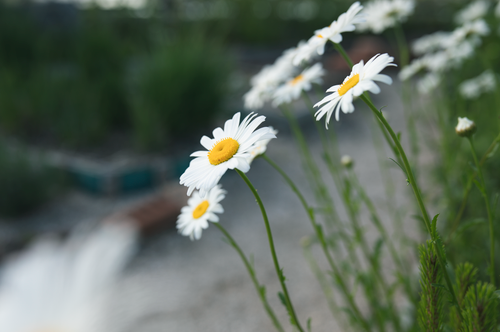 Free Vivid close-up of daisy flowers with a blurred garden backdrop, capturing natural beauty. Stock Photo
