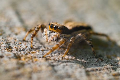 Free Detailed macro photo of a jumping spider showcasing vivid textures and patterns. Stock Photo