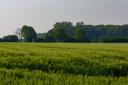 Free Serene landscape of a lush green field with trees in Coesfeld, Germany, perfect for nature themes. Stock Photo