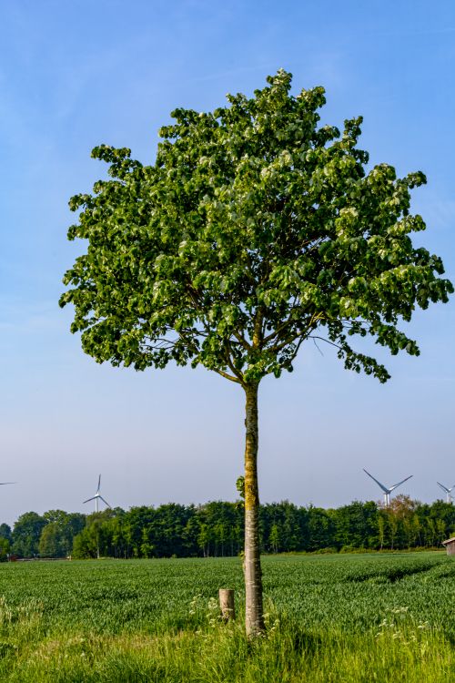 Free Serene scene of a solitary tree in a field with wind turbines in Coesfeld, Germany. Stock Photo